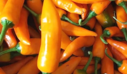 永安黄椒,香辣可口，传承千年的福建特色辣椒传奇